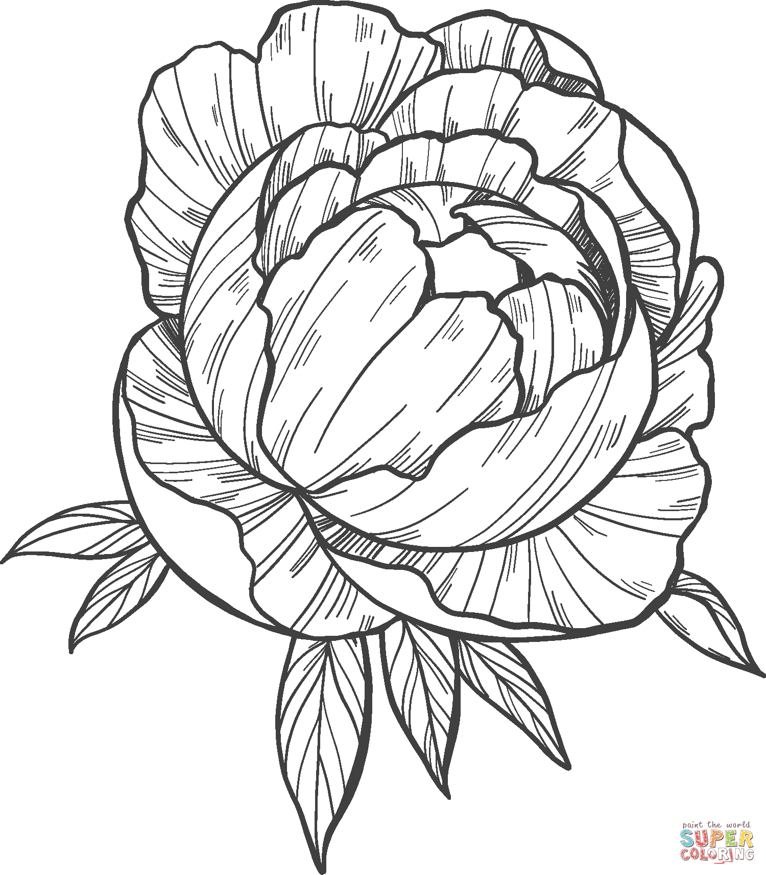 Peony coloring page free printable coloring pages