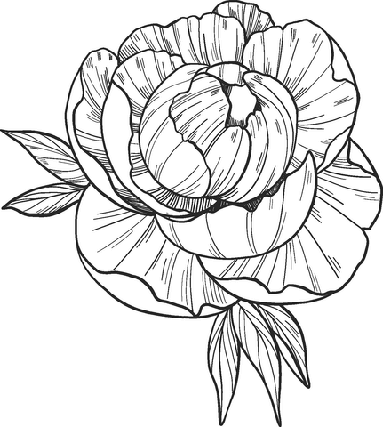 Peony coloring page coloring pages free printable coloring pages printable coloring pages