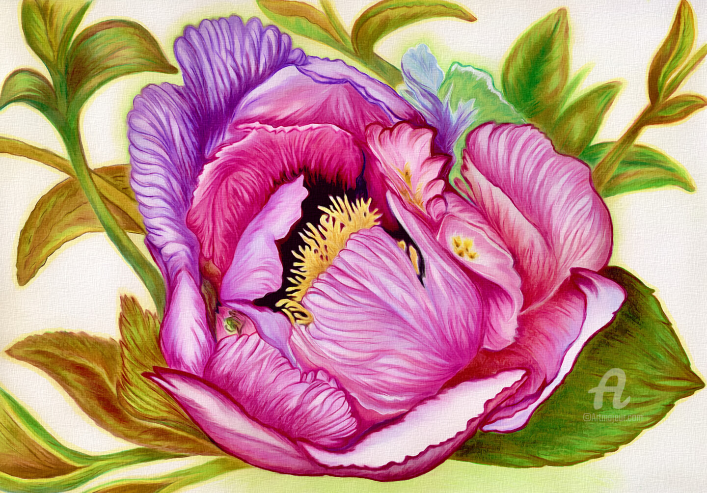 Peony in full bloom drawing by larisa berzina