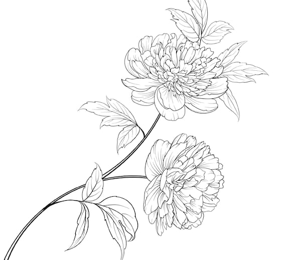 Peony flower coloring page peony flower coloring page for adults download now