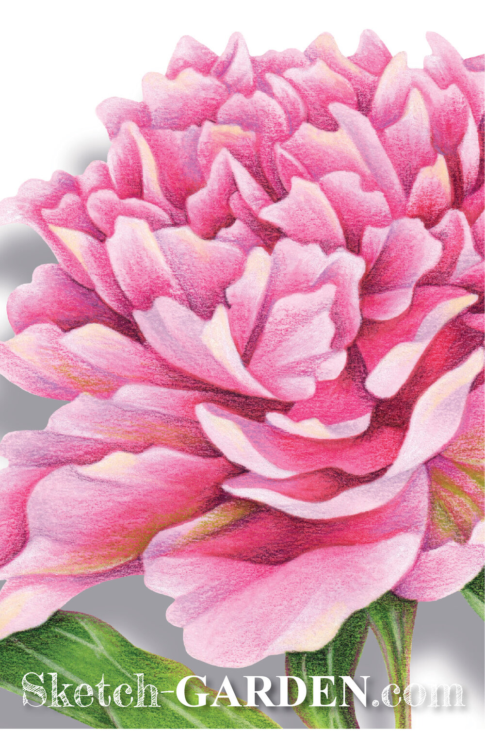 Pretty peony digital line art â sketch garden