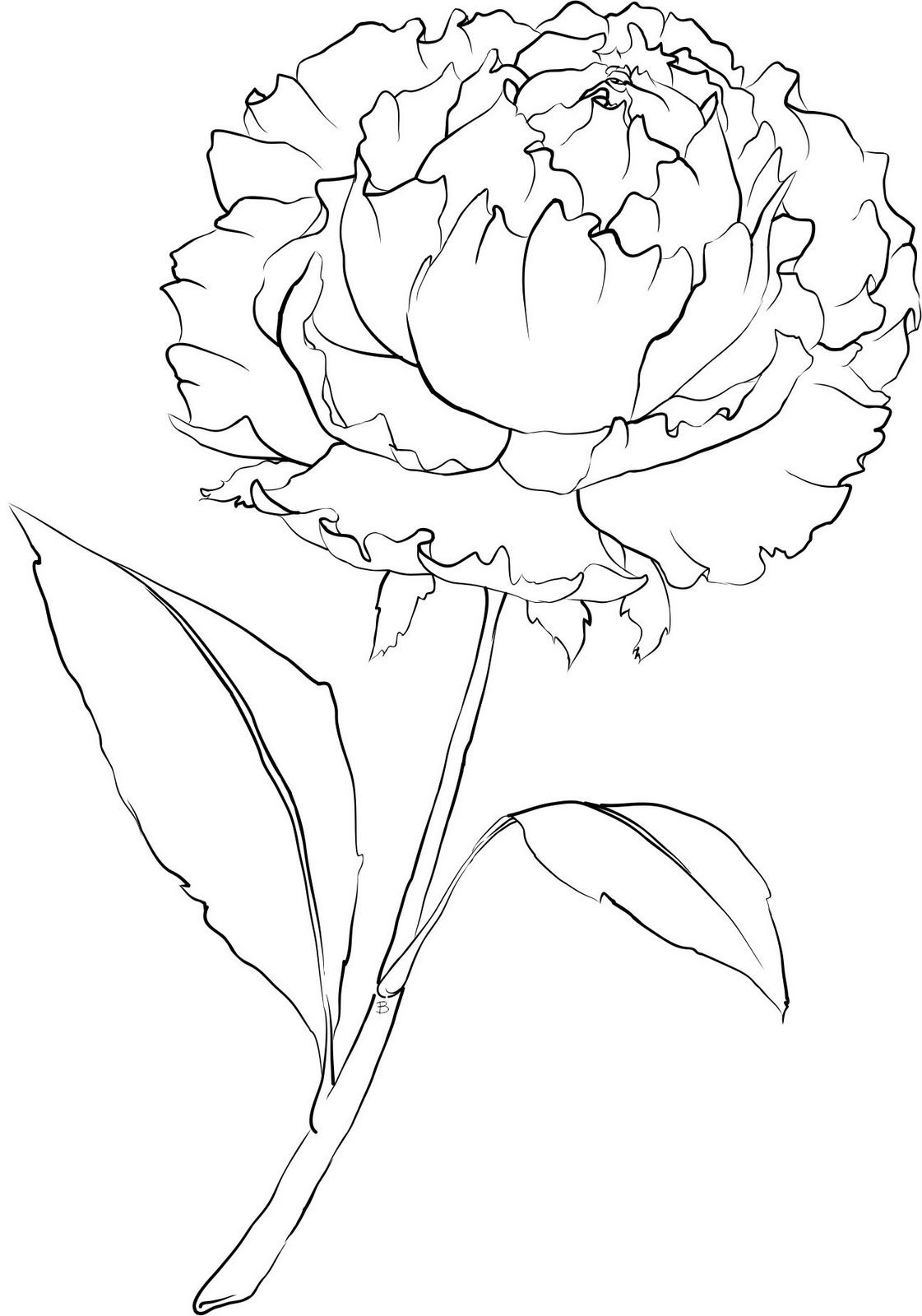 Free printable the png version the jpeg version copyright beccy muir flower drawing peony drawing drawings