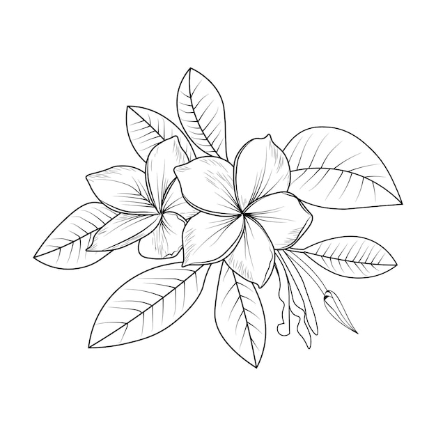 Premium vector black outline drawing is perfect for coloring pages books for children or adults frangipani flowers