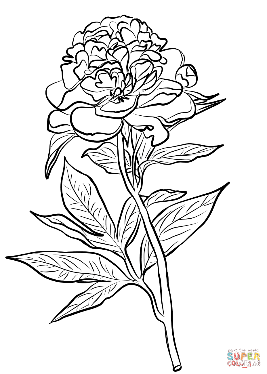 Chinese peony coloring page free printable coloring pages