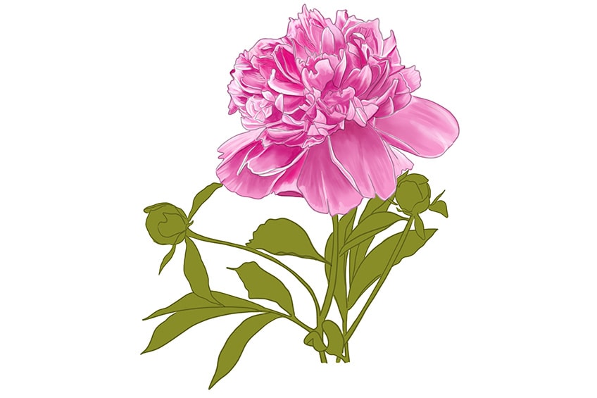 How to draw a peony