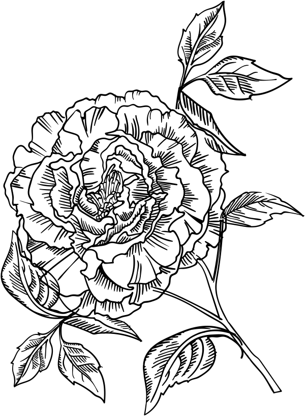 Blooming peony stamp