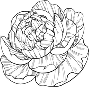 Peony coloring pages free coloring pages