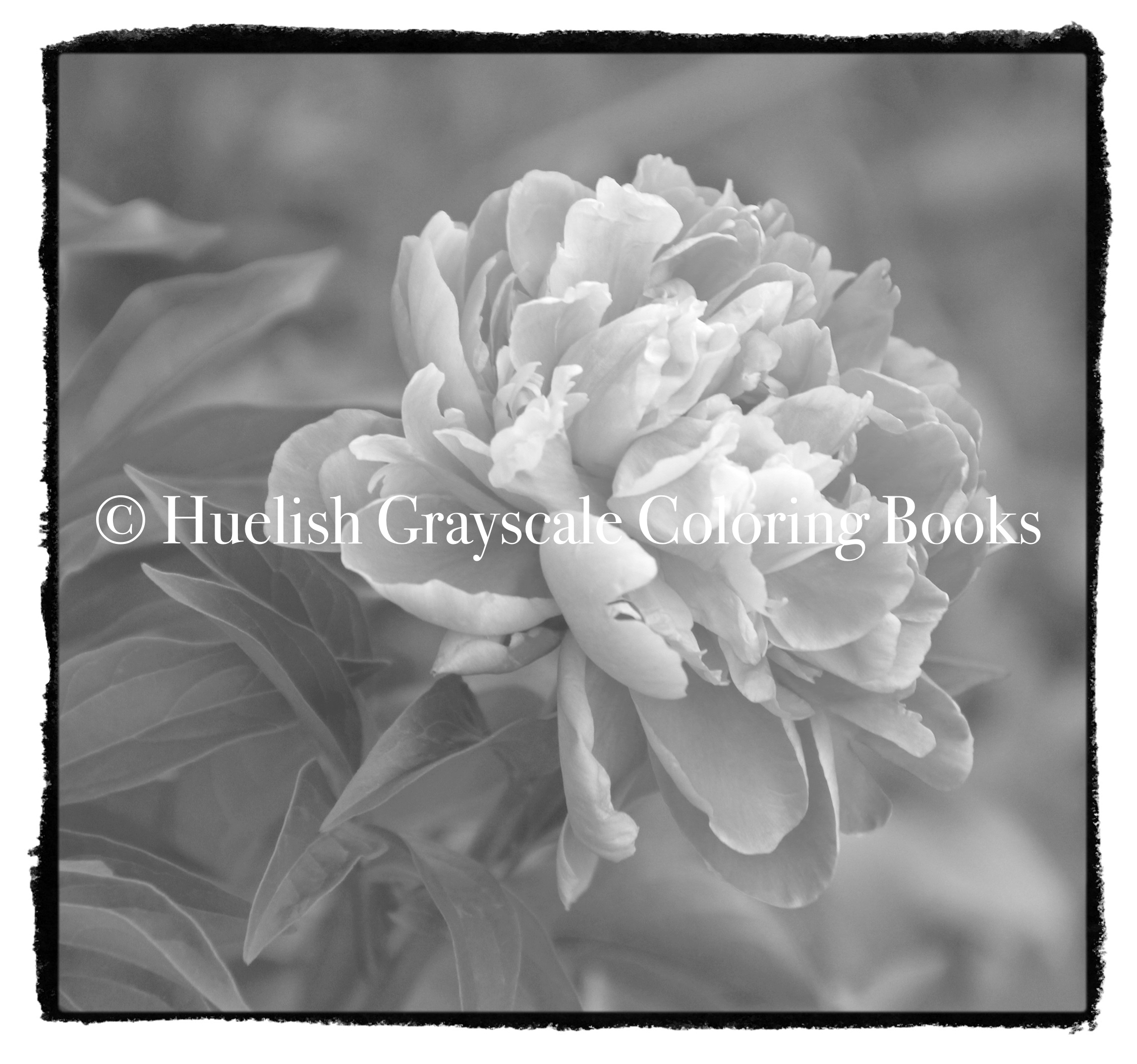 Downloadable grayscale coloring page peony flower from beautiful nature