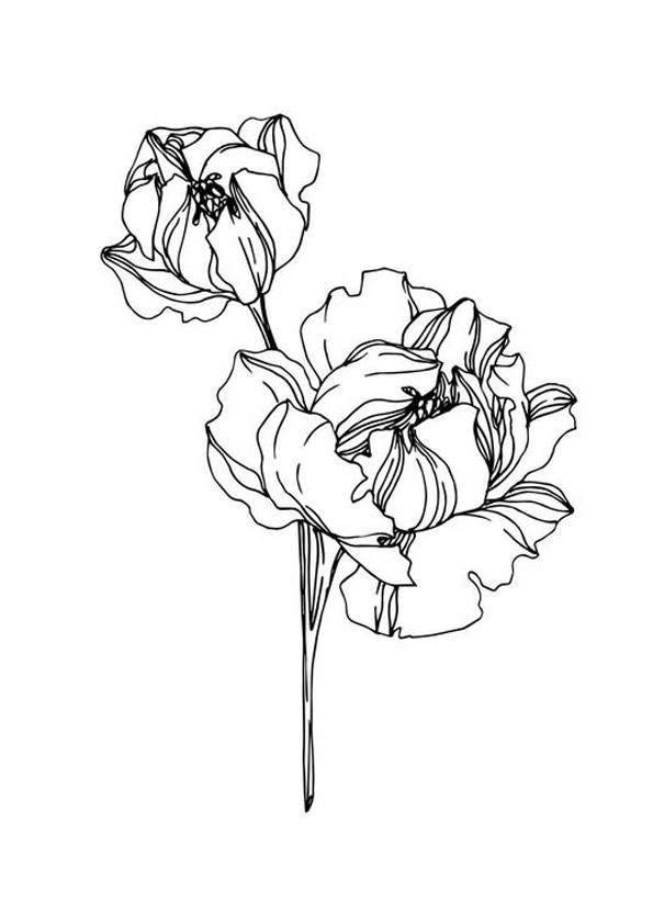 Coloring pages printable peony flower online coloring page