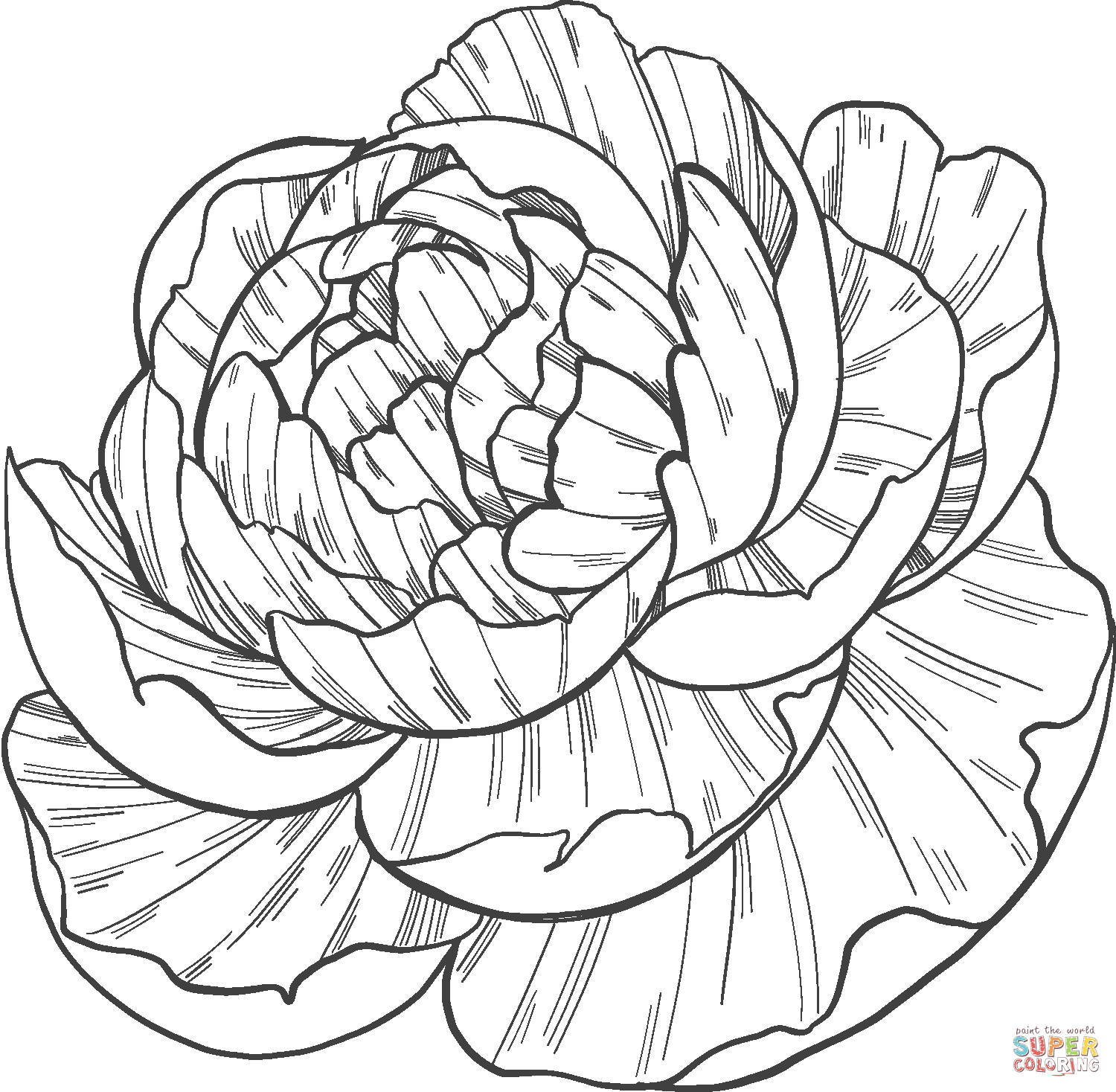 Peony coloring page free printable coloring pages