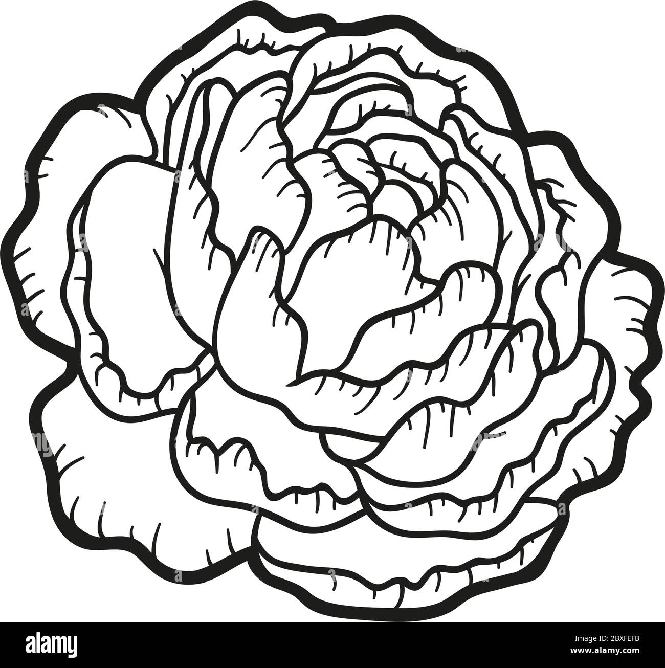 Coloring book for children flower peony stock vector image art