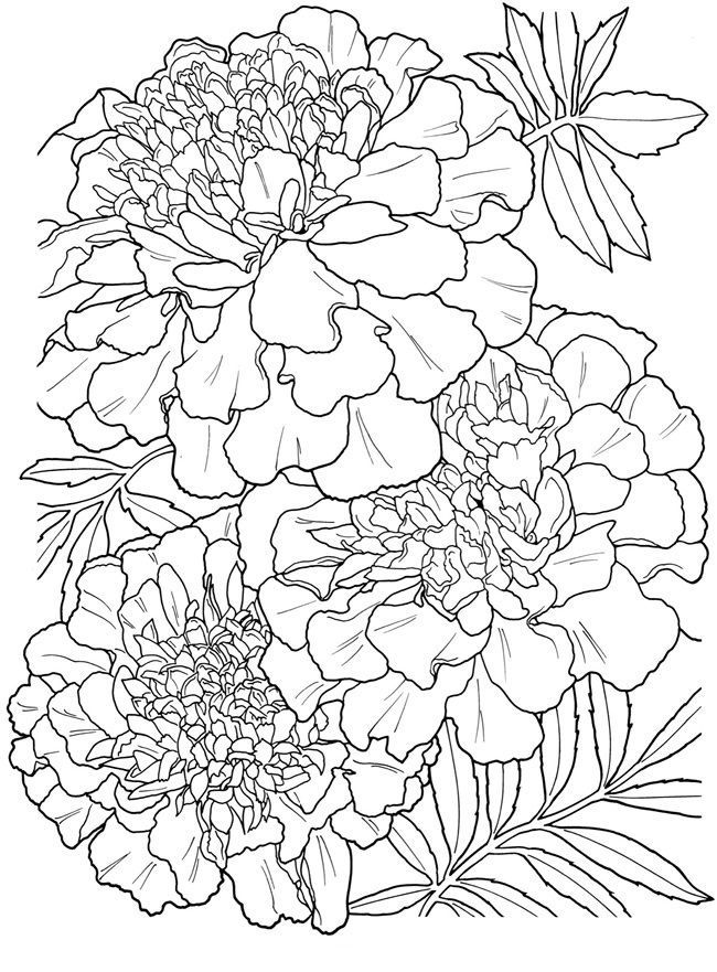 Marigold coloring pages