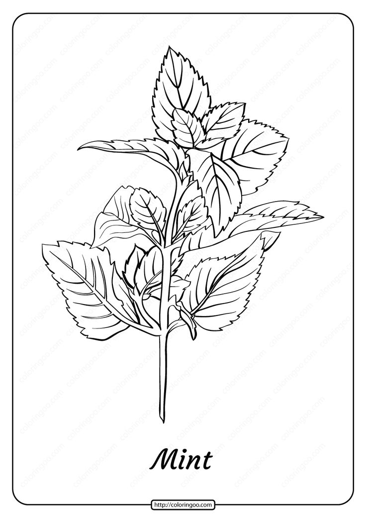 Free printable mint outline pdf coloring page coloring pages free adult coloring pages apple outline