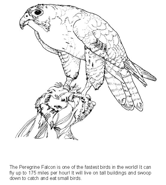 Falcon coloring page