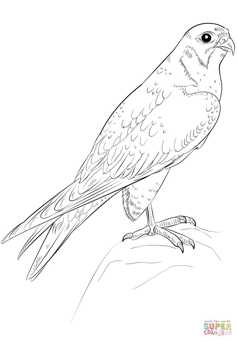 Peregrine falcon coloring page free printable coloring pages