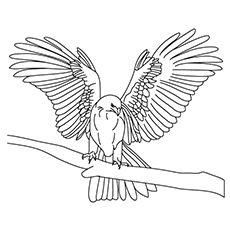 Printable falcon coloring pages for toddlers