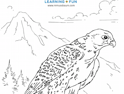 Peregrine falcon coloring page