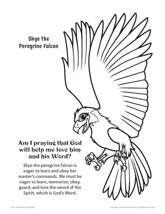 Skye the peregrine falcon coloring kids coloring activity kids answers