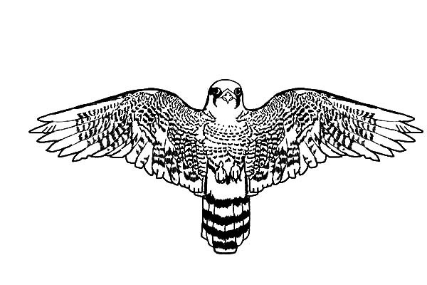 Peregrine falcon bird widening wings coloring pages