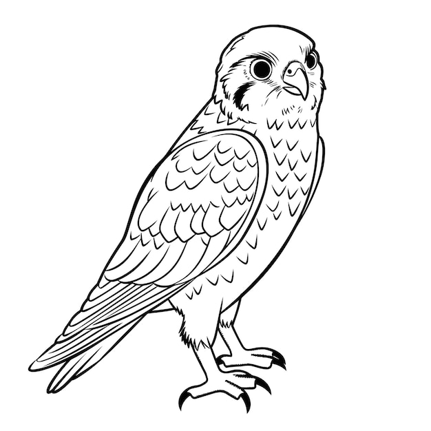 Premium vector kestrel coloring pages for kid
