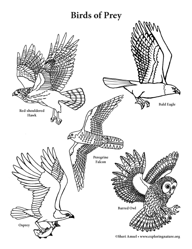 Birds of prey coloring page vertical view