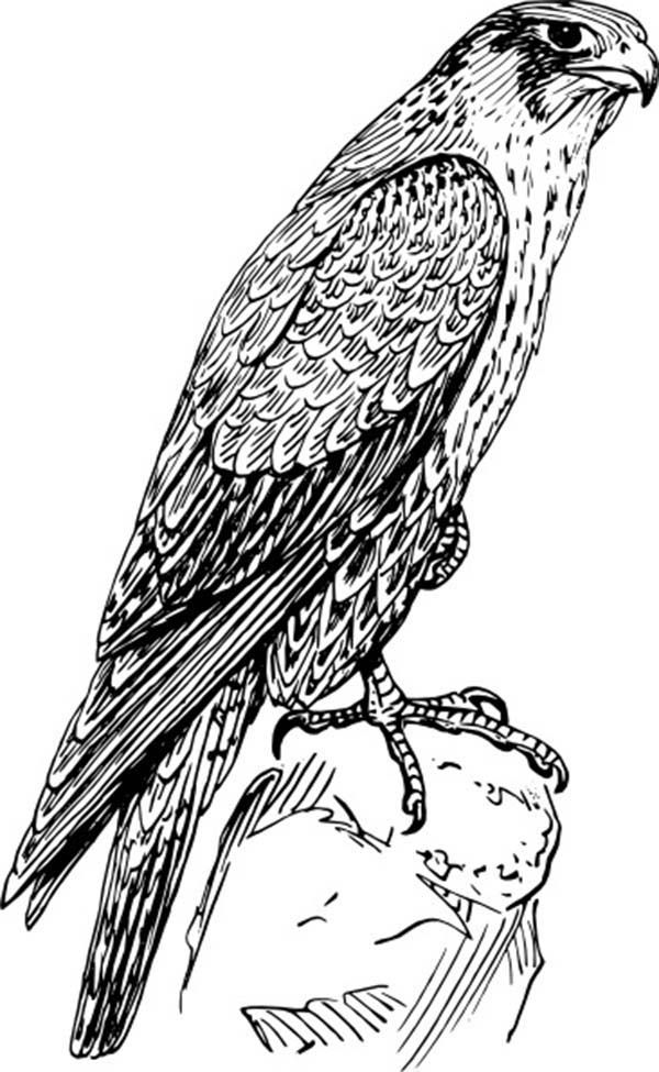 Amazing animal peregrine falcon bird coloring pages