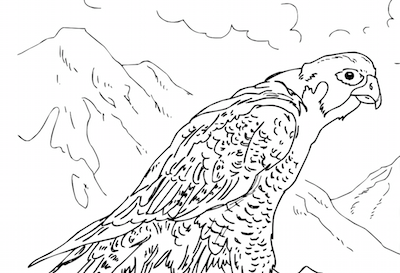 Peregrine falcon coloring page