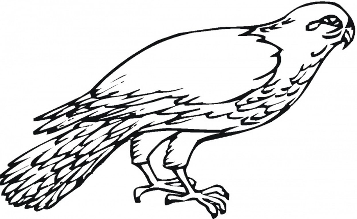 Falcon coloring pages