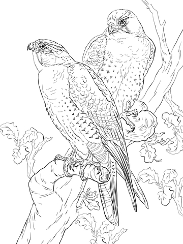 Peregrine falcons coloring page free printable coloring pages