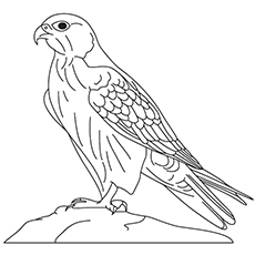 Printable falcon coloring pages for toddlers