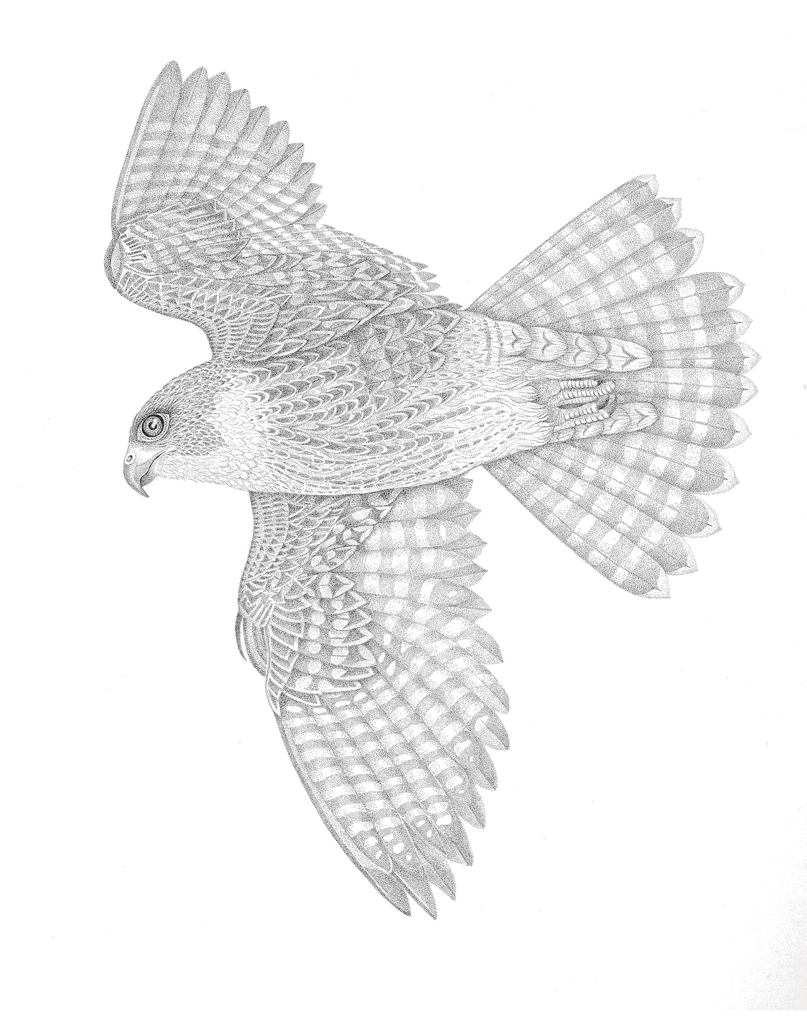 Juvenile peregrine falcon â karlyn good