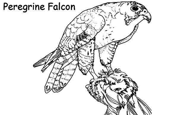 Falcon bird nest coloring pages