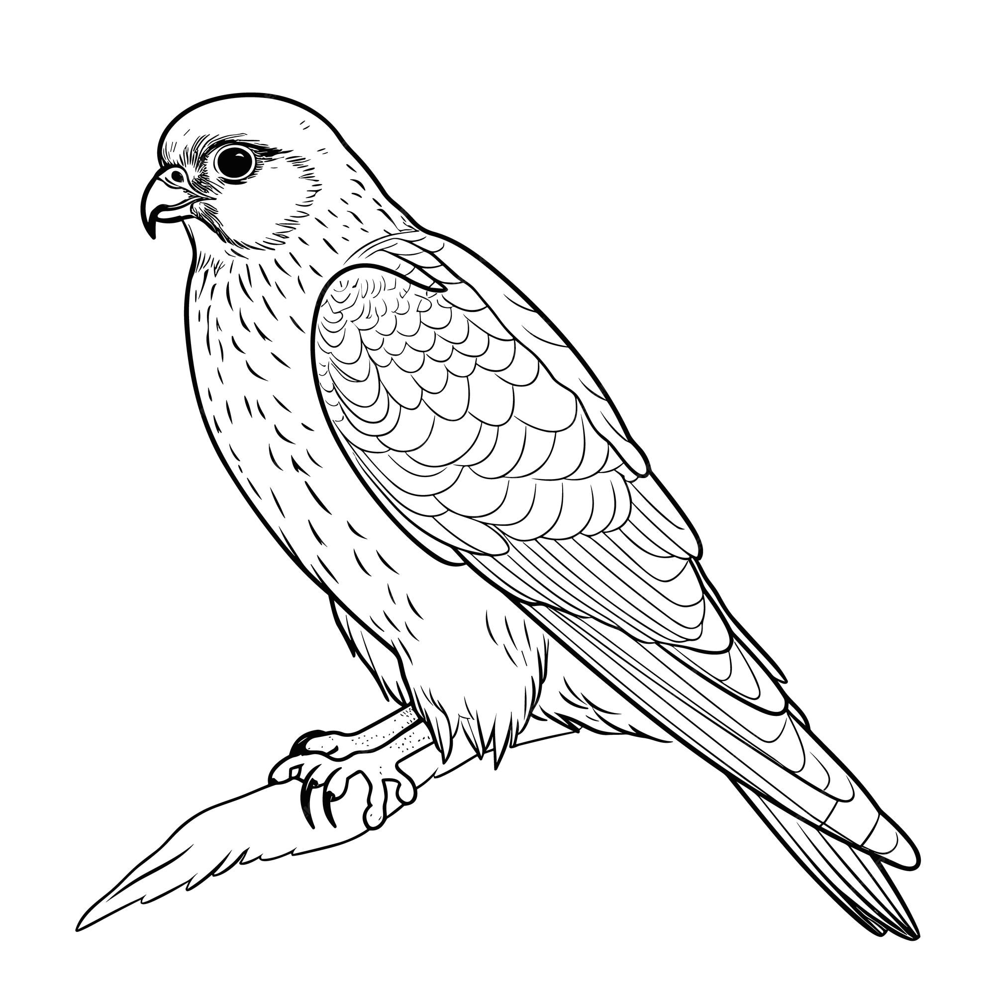 Premium vector kestrel coloring pages for kid