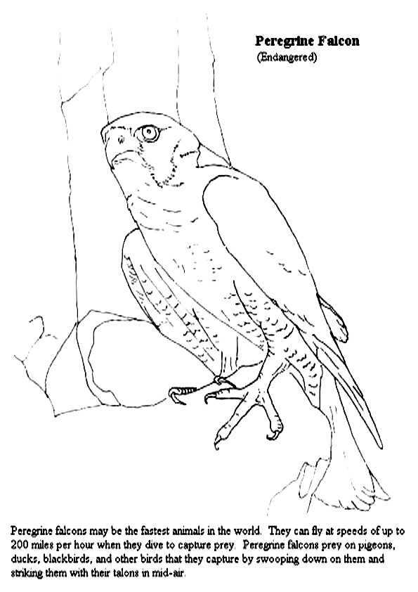 Falcon coloring pages