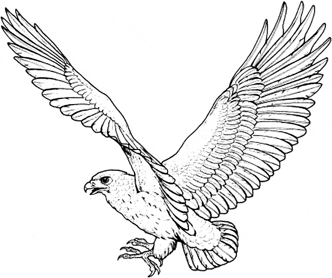 Hawk coloring page