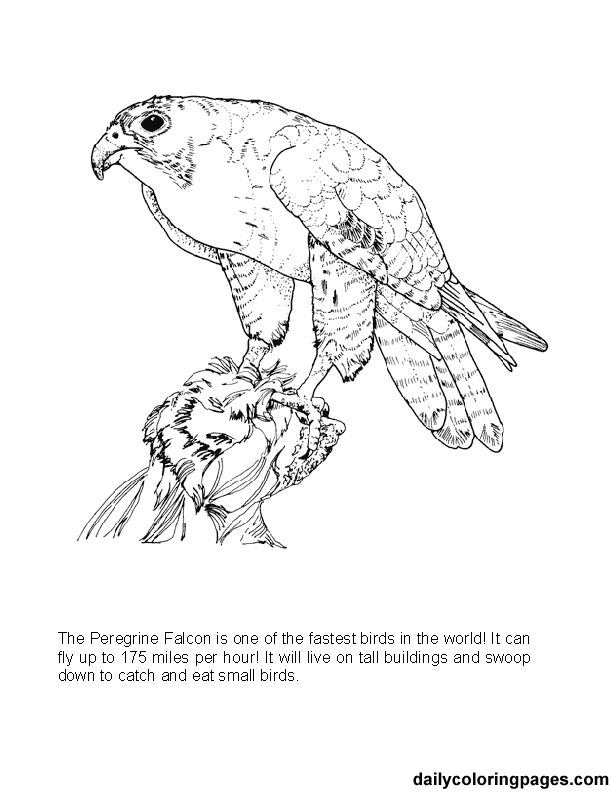 Peregrine falcon coloring page