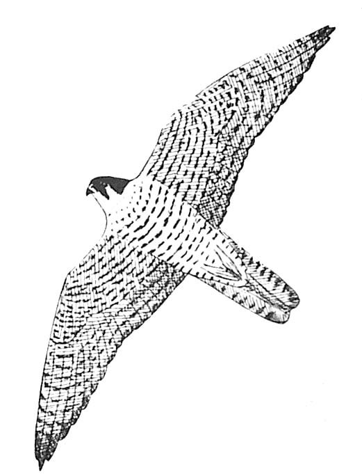 Coloring page falcon animals â printable coloring pages