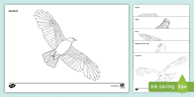 Birds of prey louring pages teacher made