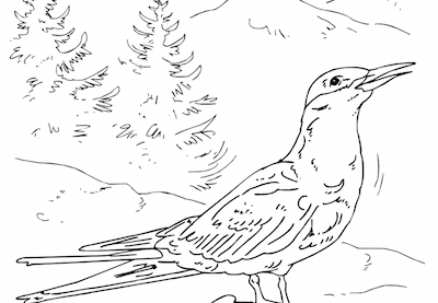 Peregrine falcon coloring page