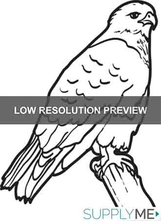 Printable hawk coloring page for kids â