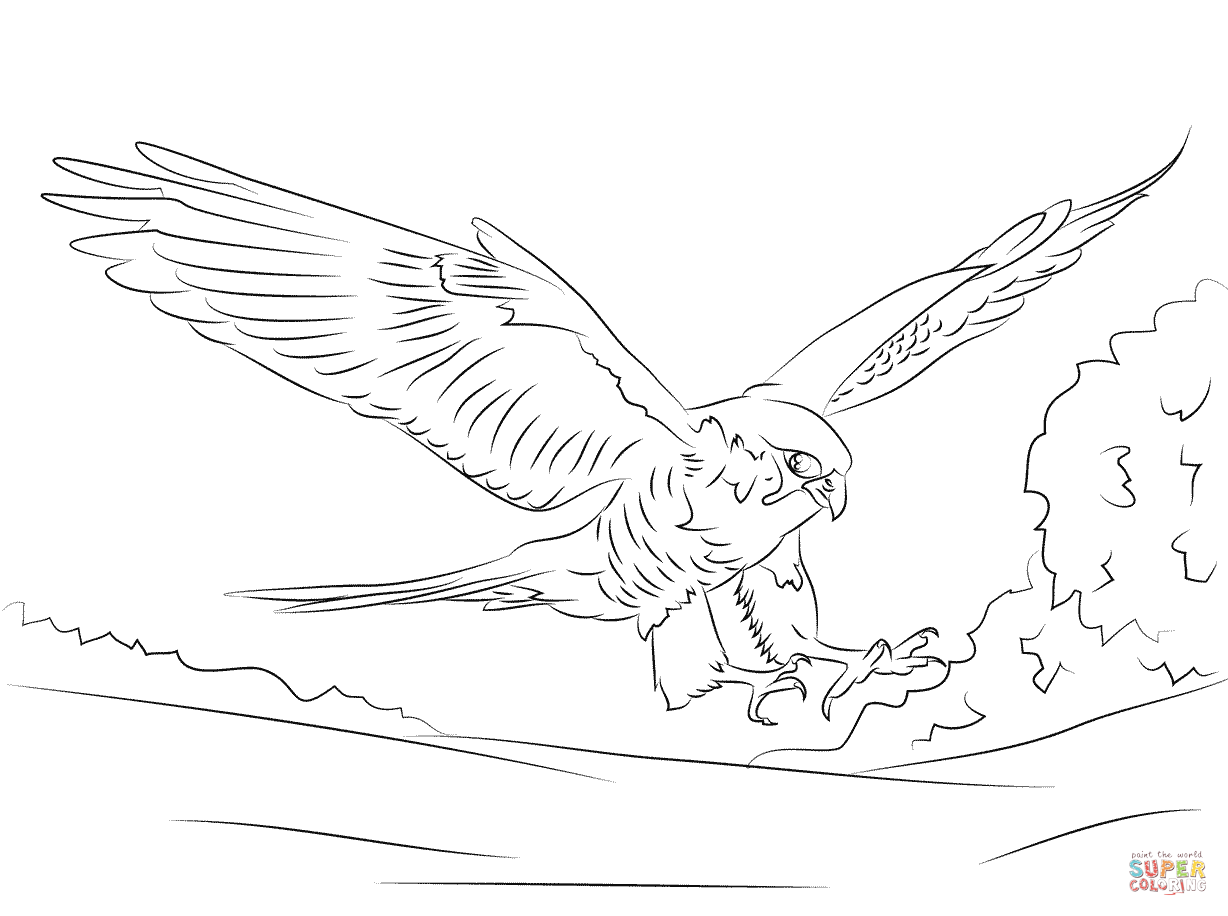 Peregrine falcon coloring page free printable coloring pages