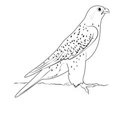 Falcon coloring pages for kids