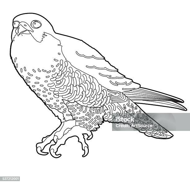 Peregrine falcon stock illustration