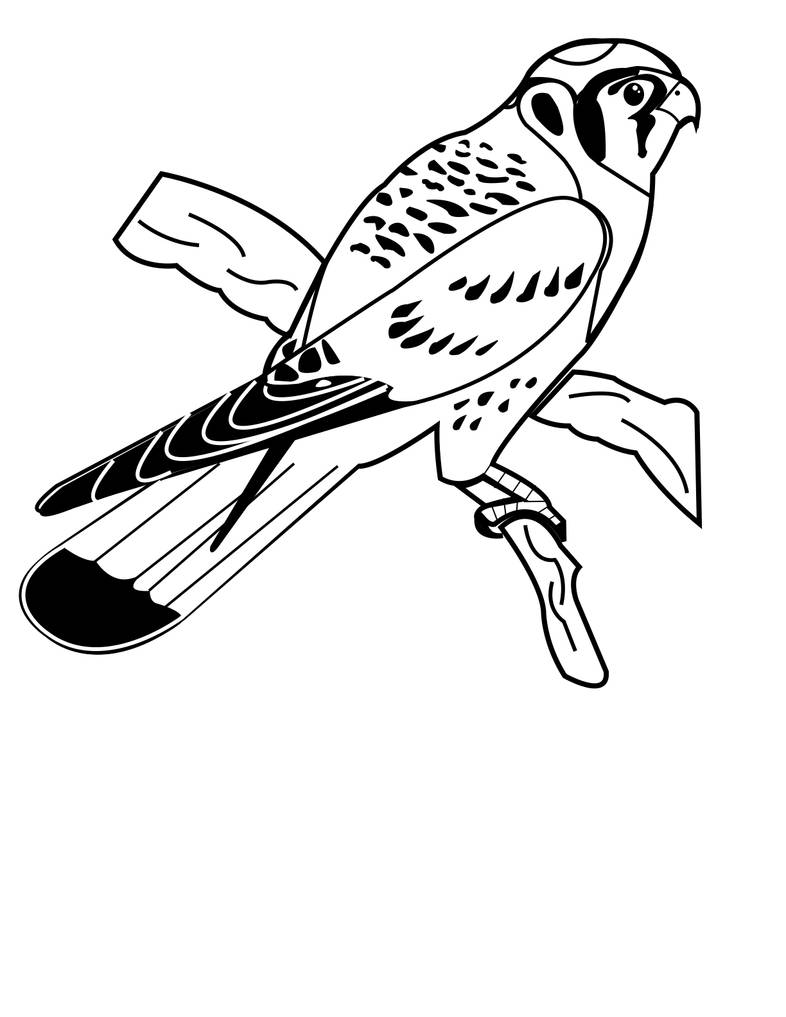 American kestrel coloring page by thefandomedson on