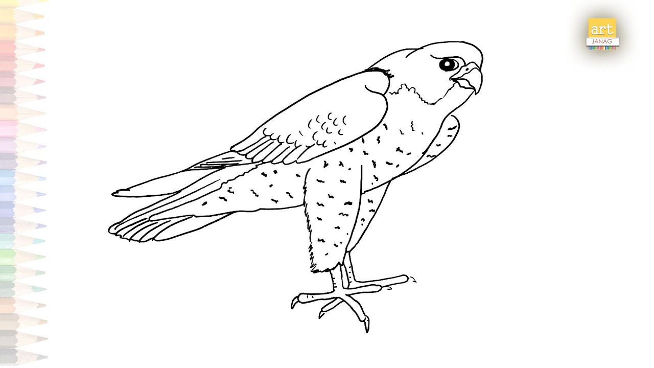 Peregrine falcon drawing birds easy drawing videos how to draw peregrine falcon step by step