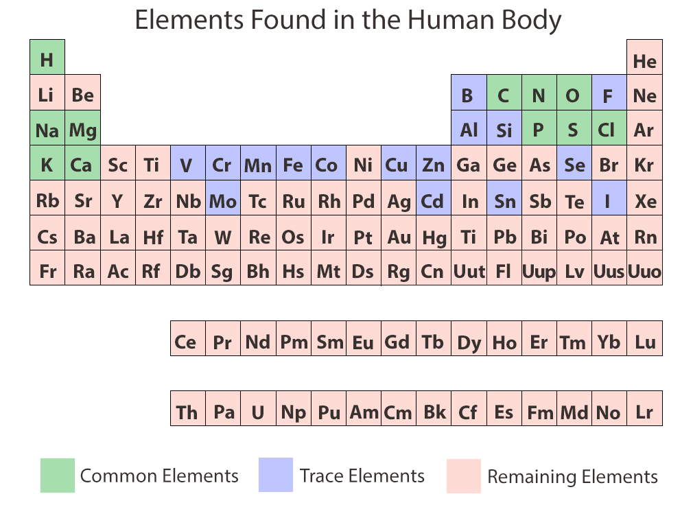 Chemical elements of the human body ask a biologist