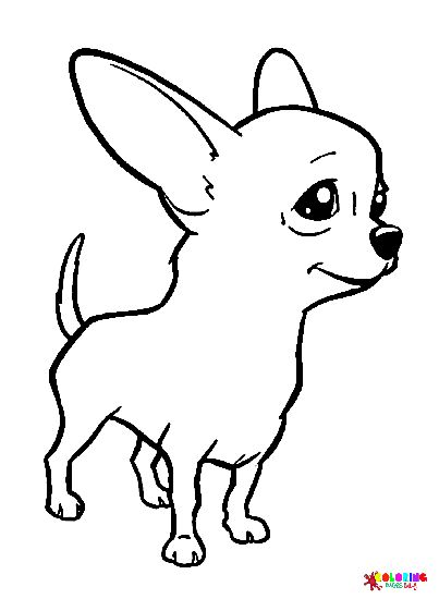 Chihuahua coloring pages