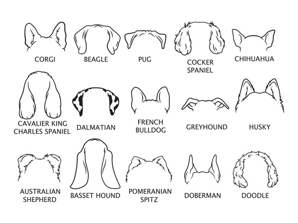 Dog ears vector royalty