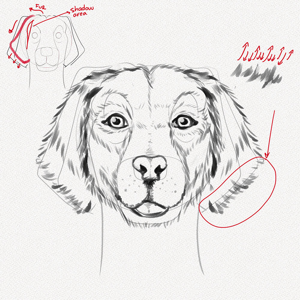 How to draw a dog face â a step