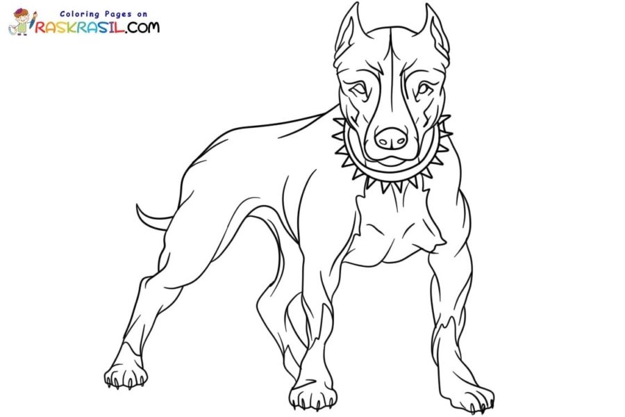 Pitbull coloring pages